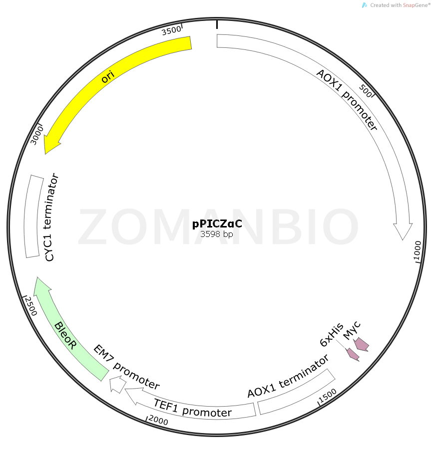 ZK927pPICZαC.png