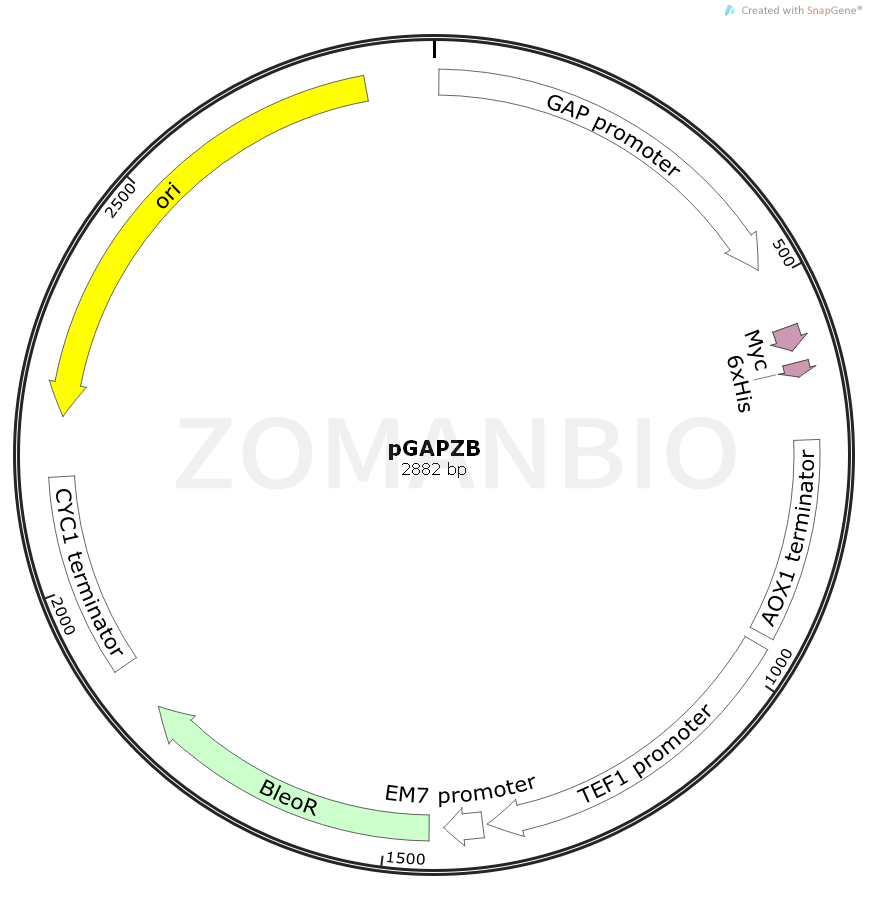 ZK929pGAPZB.png