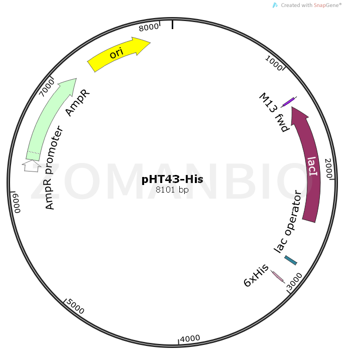 ZK1017pHT43-His.png