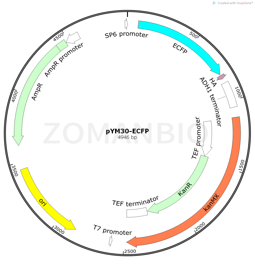ZK936pYM30-ECFP.png