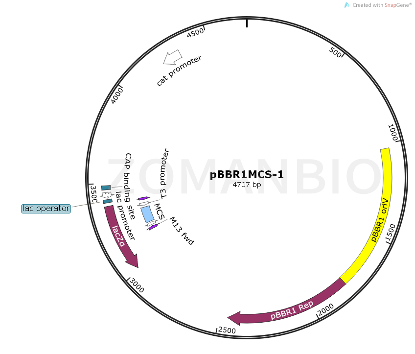 ZK1109pBBR1MCS-1廣宿主表達質(zhì)粒.png