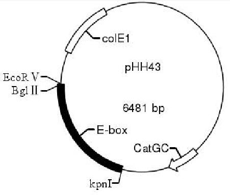 ZK1127pHH43.png