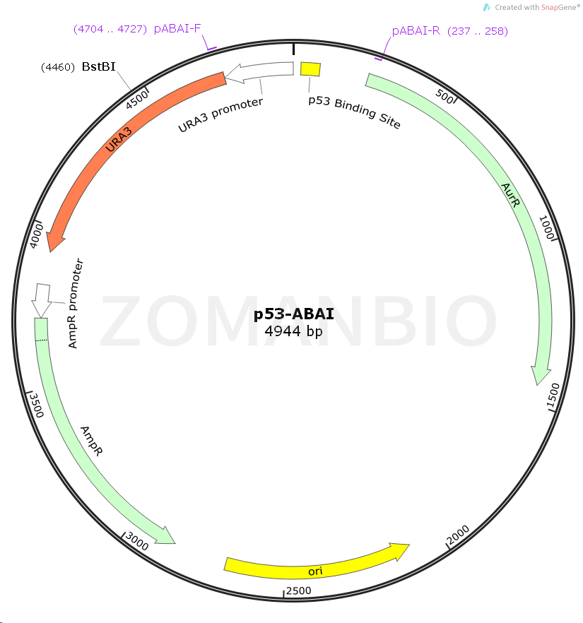 ZK970p53-ABAI.png